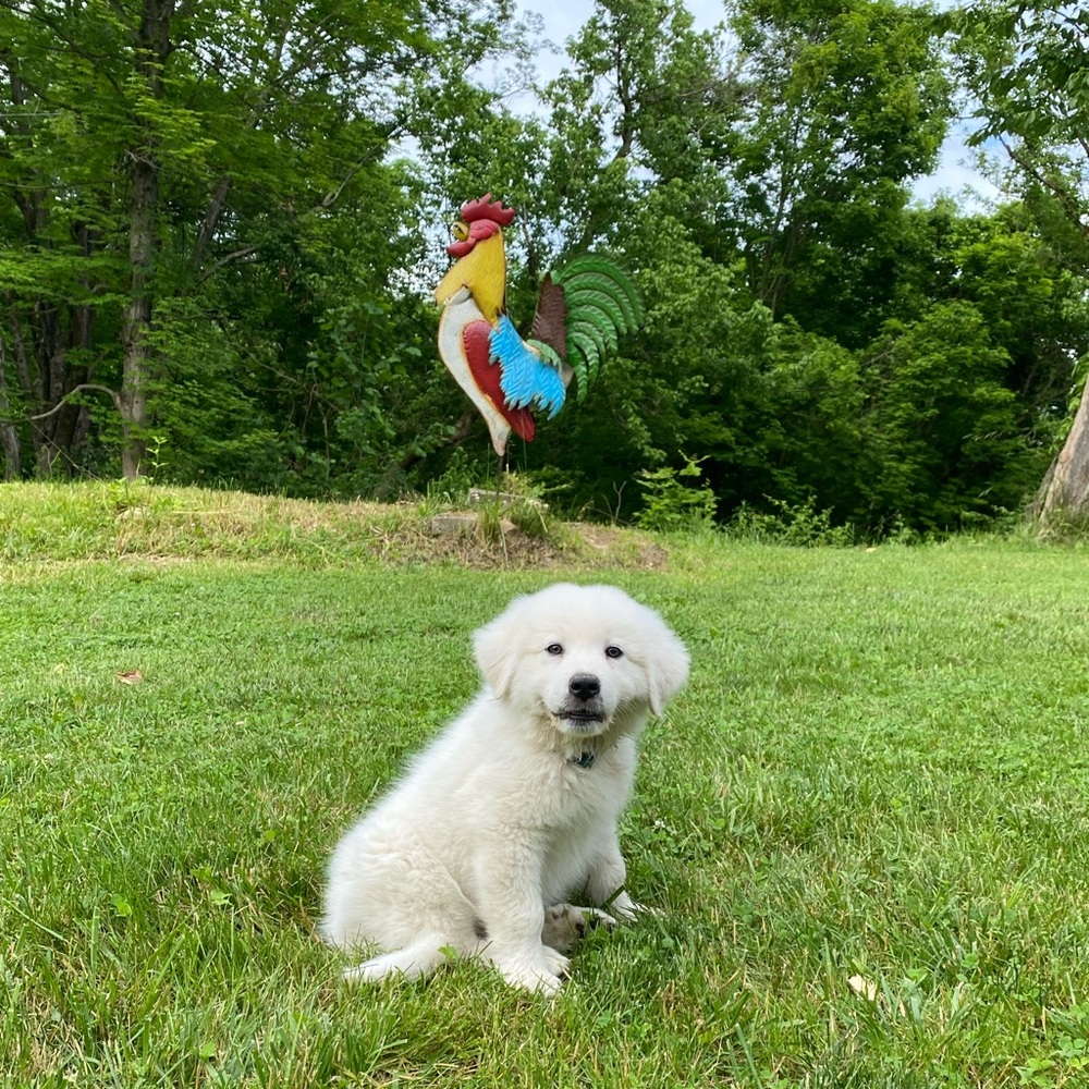 Meet your Posher, Meggan